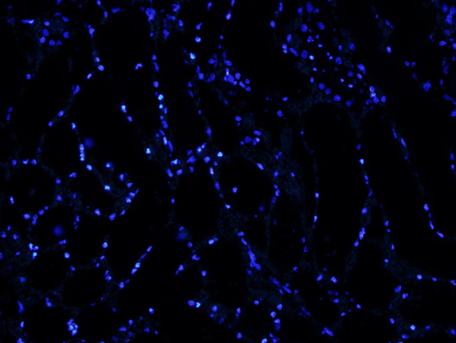 DAPI_000.jpg