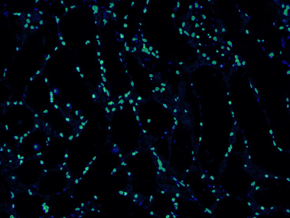 DAPI_001_bin.jpg