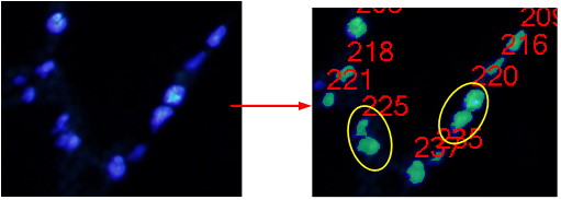 DAPI_003_bin.jpg