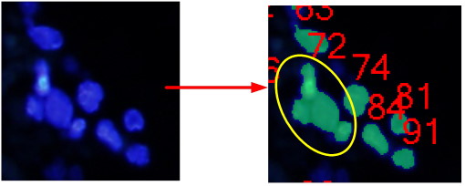 DAPI_004_bin.jpg