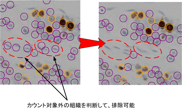 高速細胞カウント_情報2.png