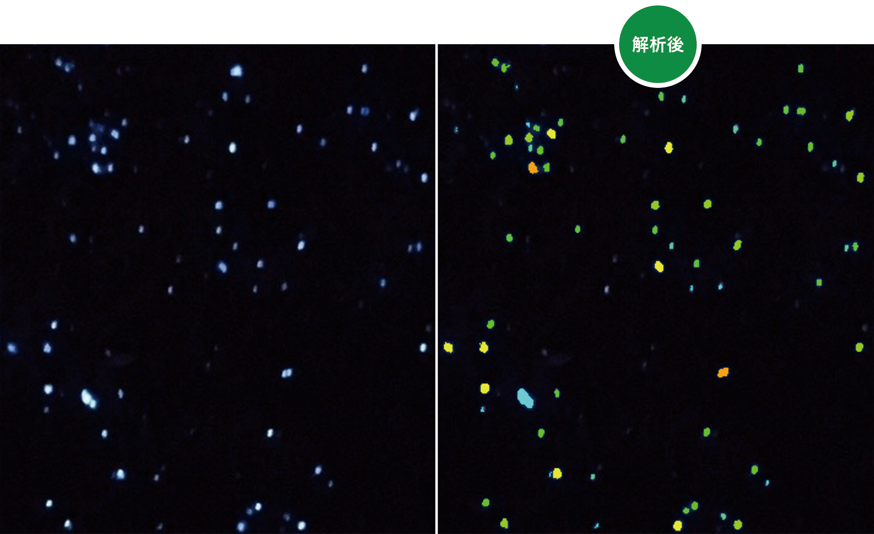 カウント・計測・解析